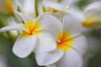 Palmeria