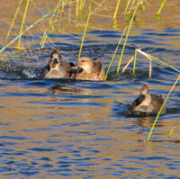 Gadwalls