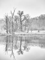 Goose Ripples