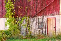 Barn Vines