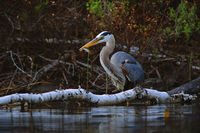 Great Blue Heron With Perch