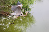 Great Blue Heron