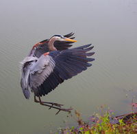Great Blue Heron
