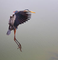 Great Blue Heron