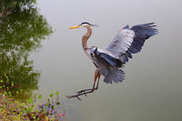 Great Blue Heron