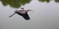 Great Blue Heron