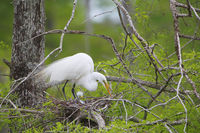 Great Egret With Chick