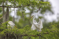 Great Egret The Exchange