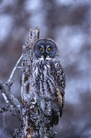 Great Gray Owl