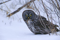 Great Gray Owl With Vole