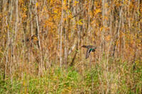 In-flight Green-winged Teal
