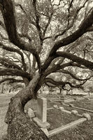Guardian Oak