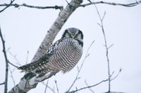Hawk Owl
