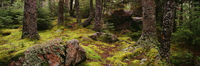 Hidden Acadia