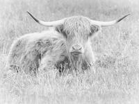 Heilan' Coo