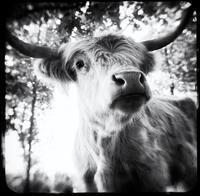 Scottish Highland