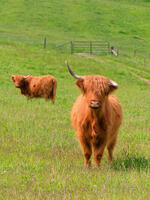 Ginger Coos