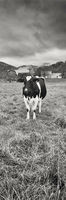 Holestein Friesian