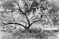 Homestead Apple
