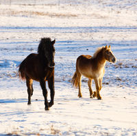 Running Free