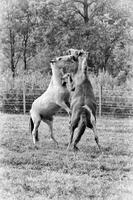 Horse Play