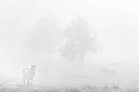 Morning Silence