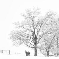 Shelter Under The Oak