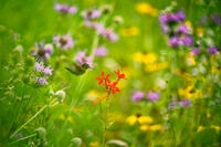 Secret Garden