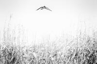 Hunting Kestrel