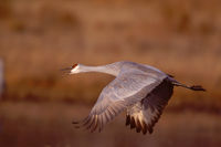 In-Flight