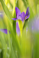 Wild Iris