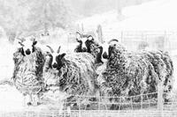 Jacob Sheep