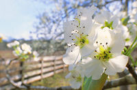 Last Bloom