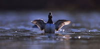 Lesser Scaup