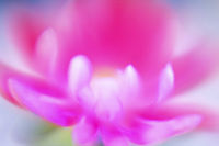 Lipstick Daisy