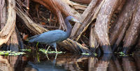 Little Blue Heron 