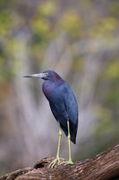 Little Blue Heron