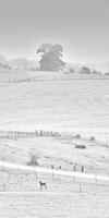 Lone Foal