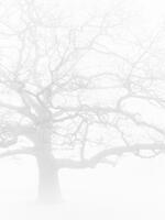 Lone Oak