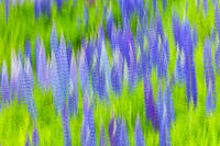 Lupine