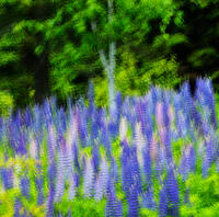 Lupine And Birch
