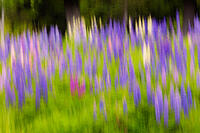 Touch Of Magenta
