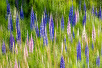 Lupine And Grasses