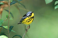Magnolia Warbler
