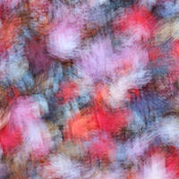 Maple Leaf Abstraction
