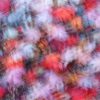 Maple Leaf Abstraction