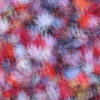 Maple Leaf Abstraction