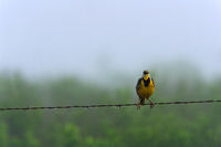Meadowlark