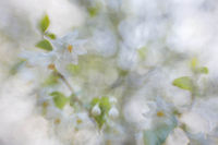 Memories Of Spring