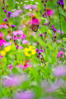 Prairie Summer